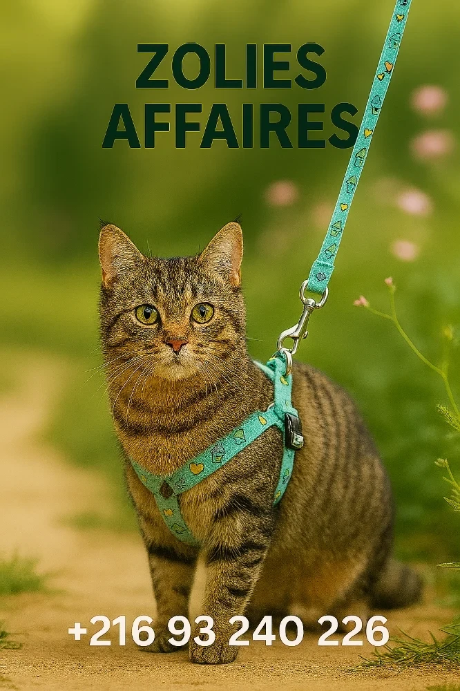 Harnais Laisse Avocat – Petits Chiens ou chats Stylés